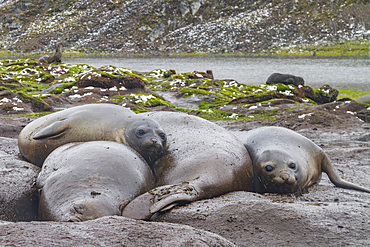 Adult southern elephant seals, Mirounga leonina, moulting on the beach at South Georgia in the Southern Ocean.