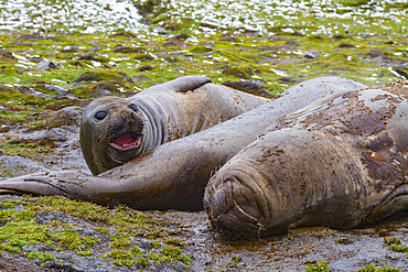 Adult southern elephant seals, Mirounga leonina, moulting on the beach at South Georgia in the Southern Ocean.