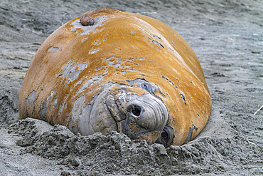 Adult male southern elephant seal, Mirounga leonina, moulting on the beach at South Georgia in the Southern Ocean.