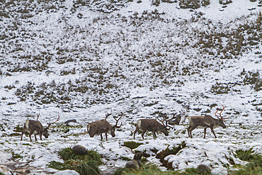 A small group of reindeer, Rangifer tarandus, before eradication, Jason Harbor, Cumberland Bay, South Georgia.
