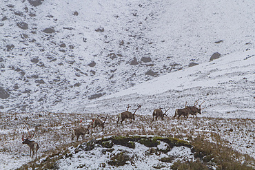 A small group of reindeer, Rangifer tarandus, before eradication, Jason Harbor, Cumberland Bay, South Georgia.