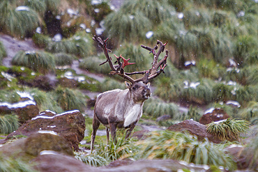 An adult male reindeer, Rangifer tarandus, before eradication, Jason Harbor, Cumberland Bay, South Georgia.