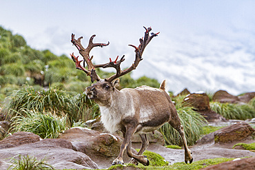 An adult male reindeer, Rangifer tarandus, before eradication, Jason Harbor, Cumberland Bay, South Georgia.