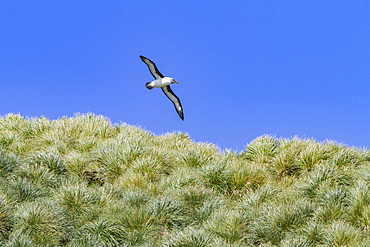 Adult grey-headed albatross, Thalassarche chrysostoma, in flight, in Fortuna Bay, South Georgia Island, Southern Ocean.