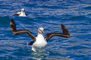 Adult grey-headed albatross, Thalassarche chrysostoma, cleaning itself in Fortuna Bay, South Georgia Island.