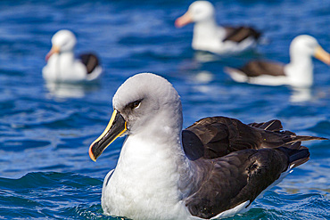Adult grey-headed albatross, Thalassarche chrysostoma, resting on the sea in Fortuna Bay, South Georgia Island.