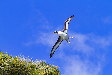 Adult grey-headed albatross, Thalassarche chrysostoma, in flight, in Fortuna Bay, South Georgia Island, Southern Ocean.