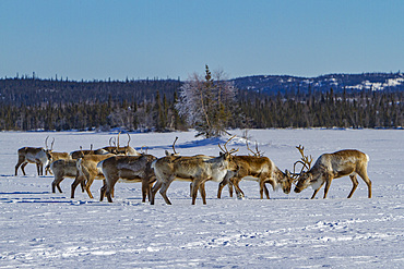 A small group of caribou, Rangifer tarandus, migrating north to feeding grounds, Great Slave Lake, Northwest Territories, Canada.