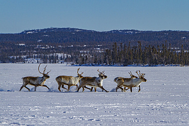 A small group of caribou, Rangifer tarandus, migrating north to feeding grounds, Great Slave Lake, Northwest Territories, Canada.