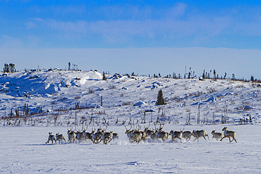 A small group of caribou, Rangifer tarandus, migrating north to feeding grounds, Great Slave Lake, Northwest Territories, Canada.