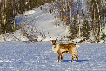 An adult caribou, Rangifer tarandus, migrating north to feeding grounds, Great Slave Lake, Northwest Territories, Canada.
