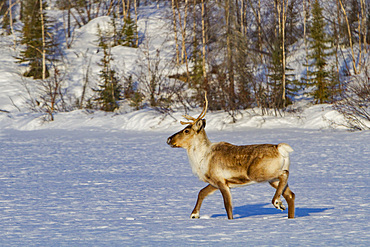 An adult caribou, Rangifer tarandus, migrating north to feeding grounds, Great Slave Lake, Northwest Territories, Canada.