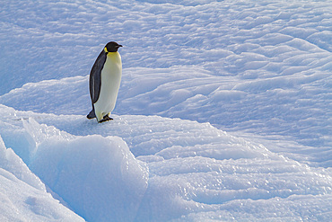Adult emperor penguin, Aptenodytes forsteri, on sea ice near Snow Hill Island in the Weddell Sea, Antarctica.