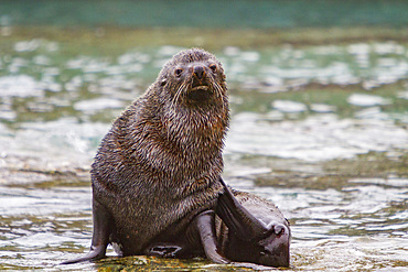 Adult Antarctic fur seal, Arctocephalus gazella, resting in the South Orkney Islands, Antarctica, Southern Ocean.