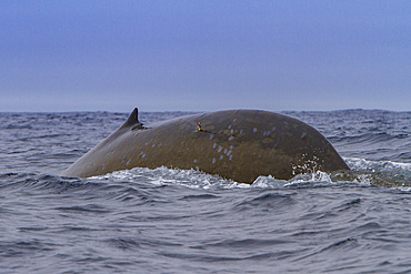 Adult blue whale, Balaenoptera musculus, skin sample via arrow from crossbow off the South Orkney islands, Antarctica.