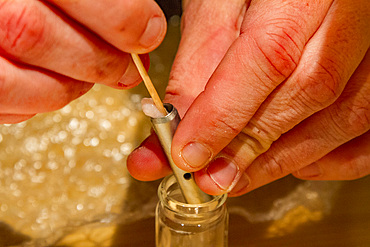 Researcher Stephanie Martin processes a blubber biopsy from an adult blue whale, Balaenoptera musculus, Antarctica.