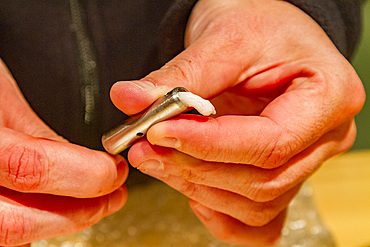 Researcher Stephanie Martin processes a blubber biopsy from an adult blue whale, Balaenoptera musculus, Antarctica.
