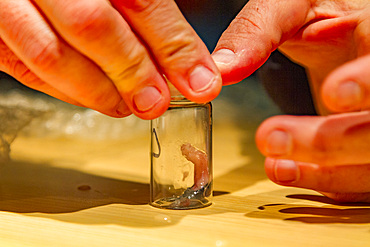 Researcher Stephanie Martin processes a blubber biopsy from an adult blue whale, Balaenoptera musculus, Antarctica.