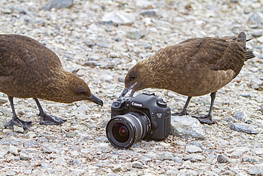 Adult brown skuas, Catharacta antarctica, on the Antarctic peninsula, Antarctica, in the southern ocean.