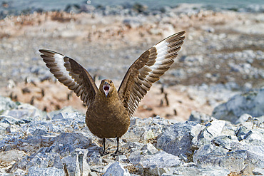 Adult brown skua, Catharacta antarctica, on the Antarctic peninsula, Antarctica, in the southern ocean.
