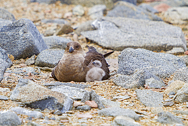 Adult brown skua, Catharacta antarctica, with newly hatched chick on the Antarctic peninsula, Antarctica.