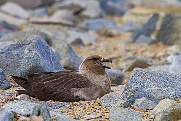 Adult brown skua, Catharacta antarctica, with newly hatched chick on the Antarctic peninsula, Antarctica.