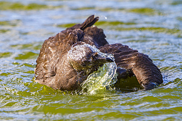 Adult brown skua, Catharacta antarctica, bathing in a meltwater pond on the Antarctic peninsula, Antarctica.