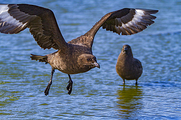 Adult brown skua, Catharacta antarctica, in flight over a meltwater pond on the Antarctic peninsula, Antarctica.