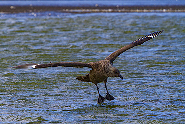 Adult brown skua, Catharacta antarctica, in flight over a meltwater pond on the Antarctic peninsula, Antarctica.
