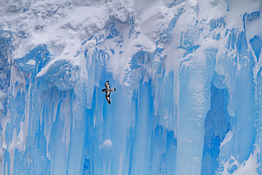 Adult cape petrel, Daption capense, in flight against ice at Elephant Island, Antarctica.