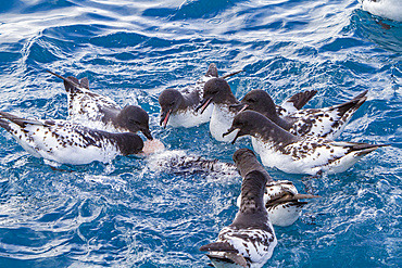 Adult cape petrel, Daption capense, scavenging a penguin carcass at Elephant Island, Antarctica.