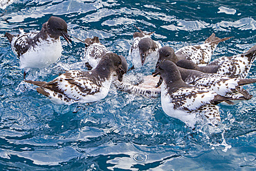 Adult cape petrel, Daption capense, scavenging a penguin carcass at Elephant Island, Antarctica.