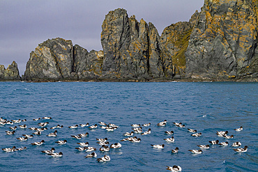 Adult cape petrel, Daption capense, resting on the ocean at Elephant Island, Antarctica.