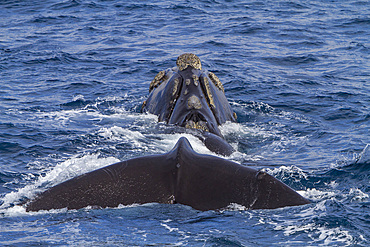 Adult southern right whale, Eubalaena australis, surfacing near Elephant Island, South Shetland Islands, Antarctica.