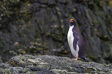 Adult macaroni penguin, Eudyptes chrysolophus, hauled out on Elephant Island, South Shetlands, Antarctica.
