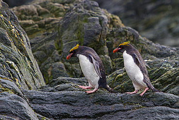 Adult macaroni penguins, Eudyptes chrysolophus, hauled out on Elephant Island, South Shetlands, Antarctica.