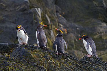 Adult macaroni penguins, Eudyptes chrysolophus, hauled out on Elephant Island, South Shetlands, Antarctica.