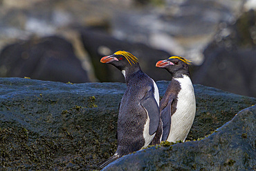 Adult macaroni penguins, Eudyptes chrysolophus, hauled out on Elephant Island, South Shetlands, Antarctica.