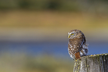 Adult austral pygmy-owl, Glaucidium nanum, at Estancia Harberton outside Ushuaia on Tierra del Fuego, Argentina