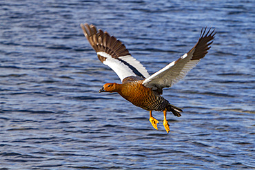 Adult female magellan goose or upland goose, Chloephaga picta, in Stanley, Falkland Islands, South Atlantic Ocean.