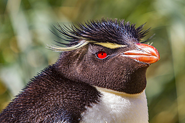 Adult southern rockhopper penguin, Eudyptes chrysocome, at breeding and molting colony on New Island, Falkland Islands.
