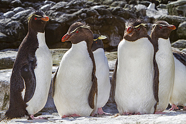 Adult southern rockhopper penguins, Eudyptes chrysocome, at breeding and molting colony on New Island, Falkland Islands.