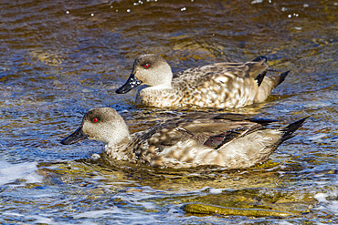 Adult Patagonian crested ducks, Lophonetta specularioides, on East island in the Falkland Islands, South Atlantic Ocean.