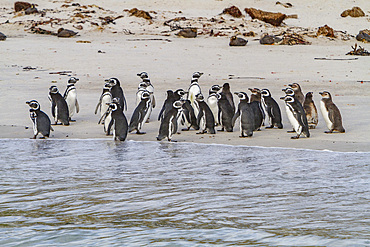 Magellanic penguins, Spheniscus magellanicus, gathered on the beach on Carcass Island, Falklands Islands.