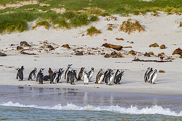 Magellanic penguins, Spheniscus magellanicus, gathered on the beach on Carcass Island, Falklands Islands.