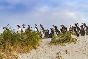 Magellanic penguins, Spheniscus magellanicus, gathered on the beach on Carcass Island, Falklands Islands.