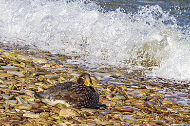 The Falkland Islands flightless Steamer duck, Tachyeres brachypterus, in the Falkland Islands.