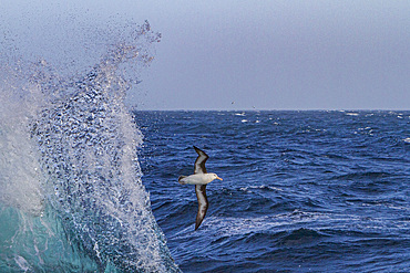 Adult black-browed albatross, Thalassarche melanophrys, in flight near the Falkland Islands, South Atlantic Ocean.