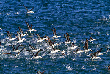 Adult black-browed albatross, Thalassarche melanophrys, taking flight near the Falkland Islands, South Atlantic Ocean.