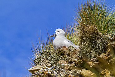 Black-browed albatross, Thalassarche melanophrys, chick in the nest on New Island in the Falkland Islands.